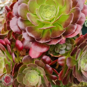 Aeonium 'Blushing Beauty'
