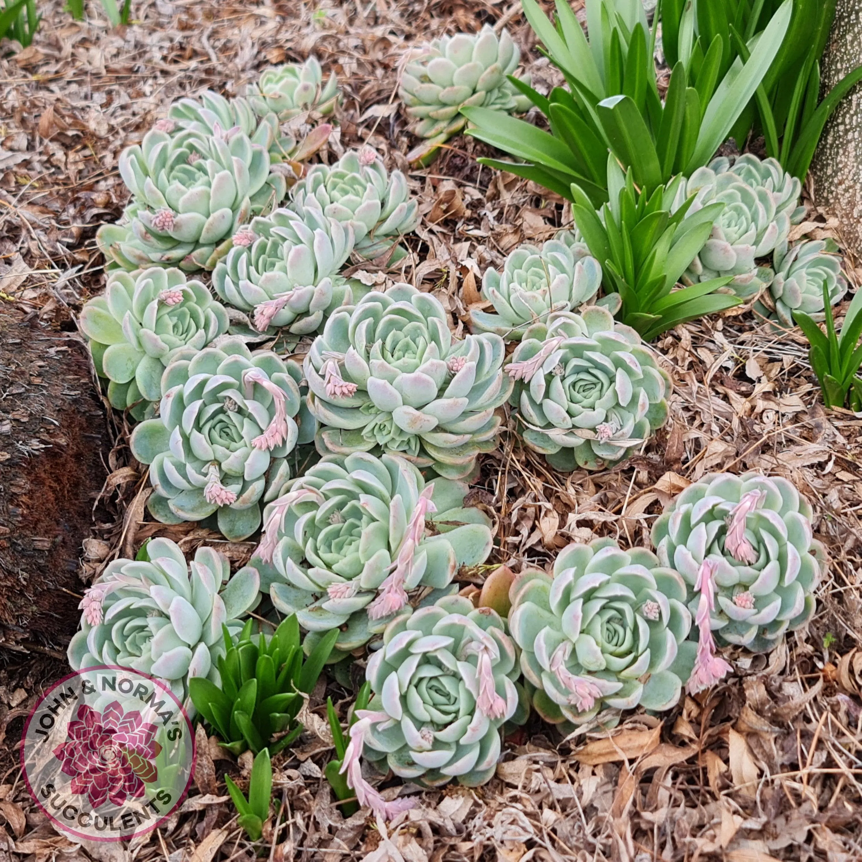 Echeveria elegans 'Mexican Snowball' Cutting/s