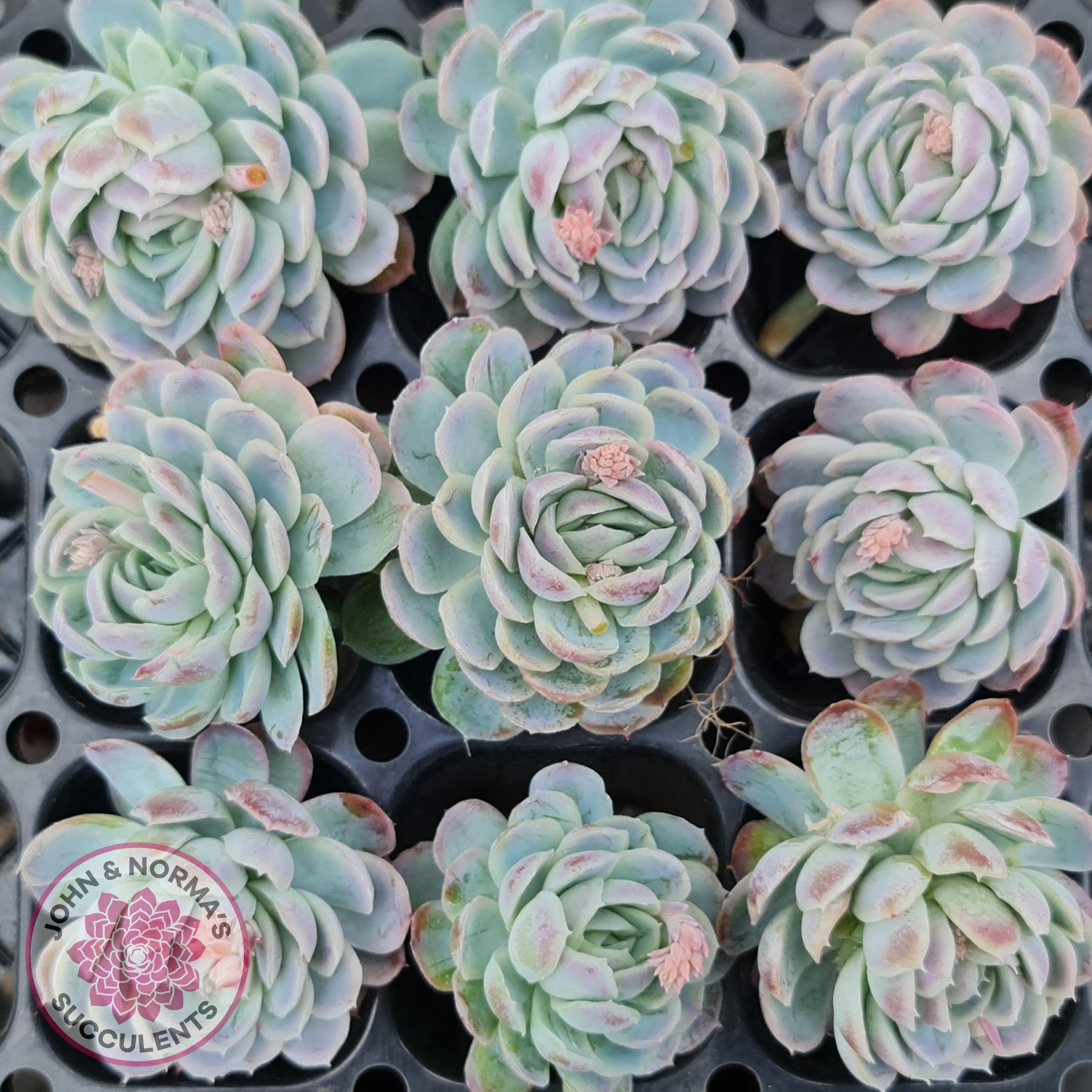 Echeveria elegans 'Mexican Snowball' Cutting/s