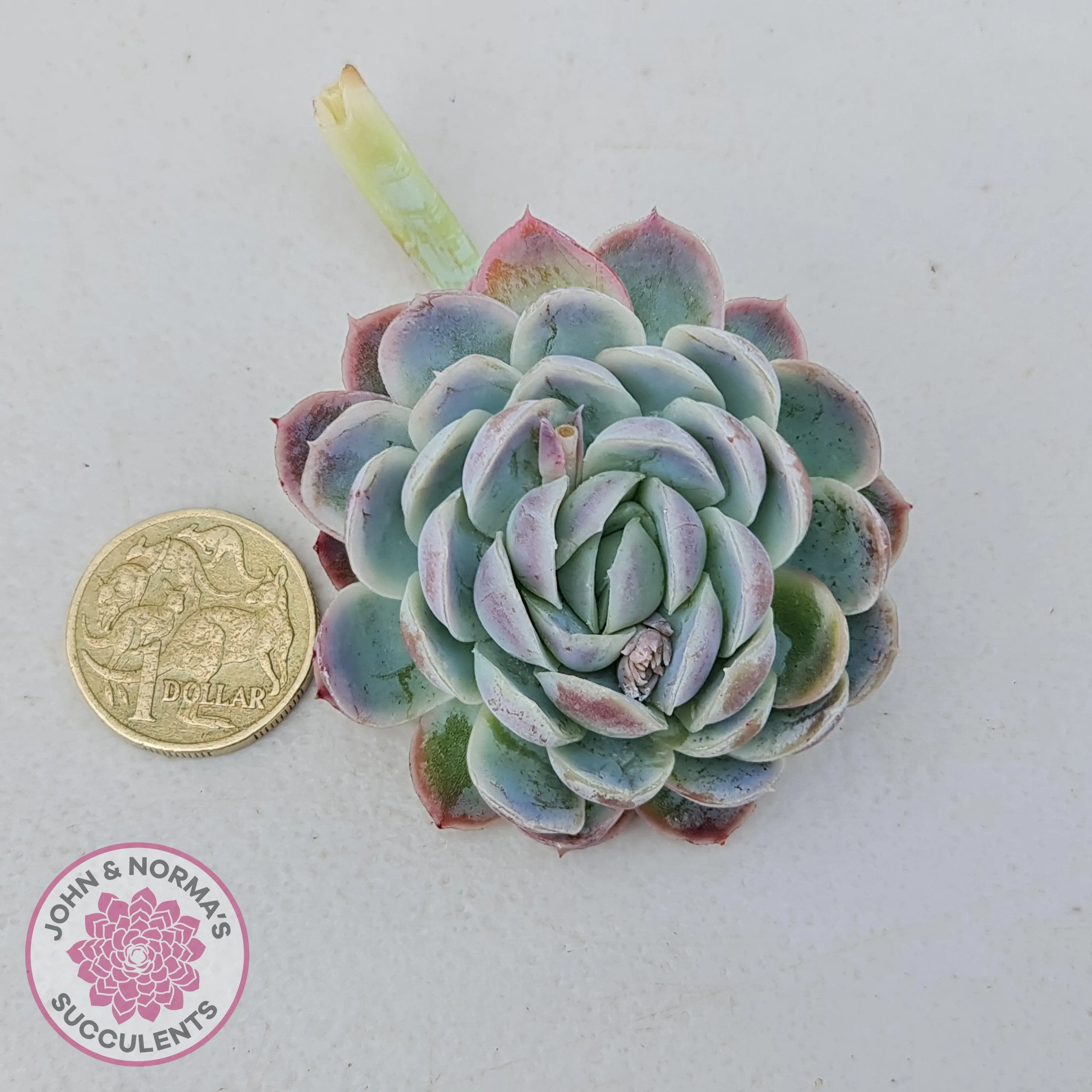 Echeveria elegans 'Mexican Snowball' Cutting/s